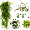 Bearded Dragon Habitat Vine QUOZUO Willow with Suction Cups 1175-QU-1