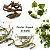 Bearded Dragon Habitat Vine QUOZUO Willow with Suction Cups 1175-QU-2