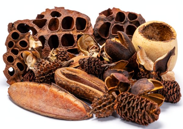 Seed Pod Aquarium Botanicals 38-Piece Pack for Shrimp Betta Terrariums-3