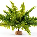 Boston Fern Terrarium Plant by Exo Terra Medium Replica for Reptiles-0