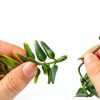 Reptile Plants 2 Pack Leaves with Suction Cups QUOZUO-2
