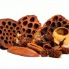 Seed Pod Aquarium Botanicals 38-Piece Pack for Shrimp Betta Terrariums-0