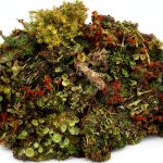 Live Lichen Assortment 4x6 Bag Tin Roof Treasure Terrarium Plants-0