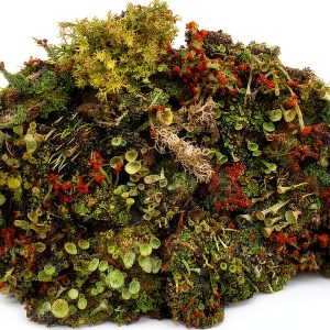 Live Lichen Assortment 4x6 Bag Tin Roof Treasure Terrarium Plants-0
