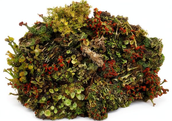 Live Lichen Assortment 4x6 Bag Tin Roof Treasure Terrarium Plants-0